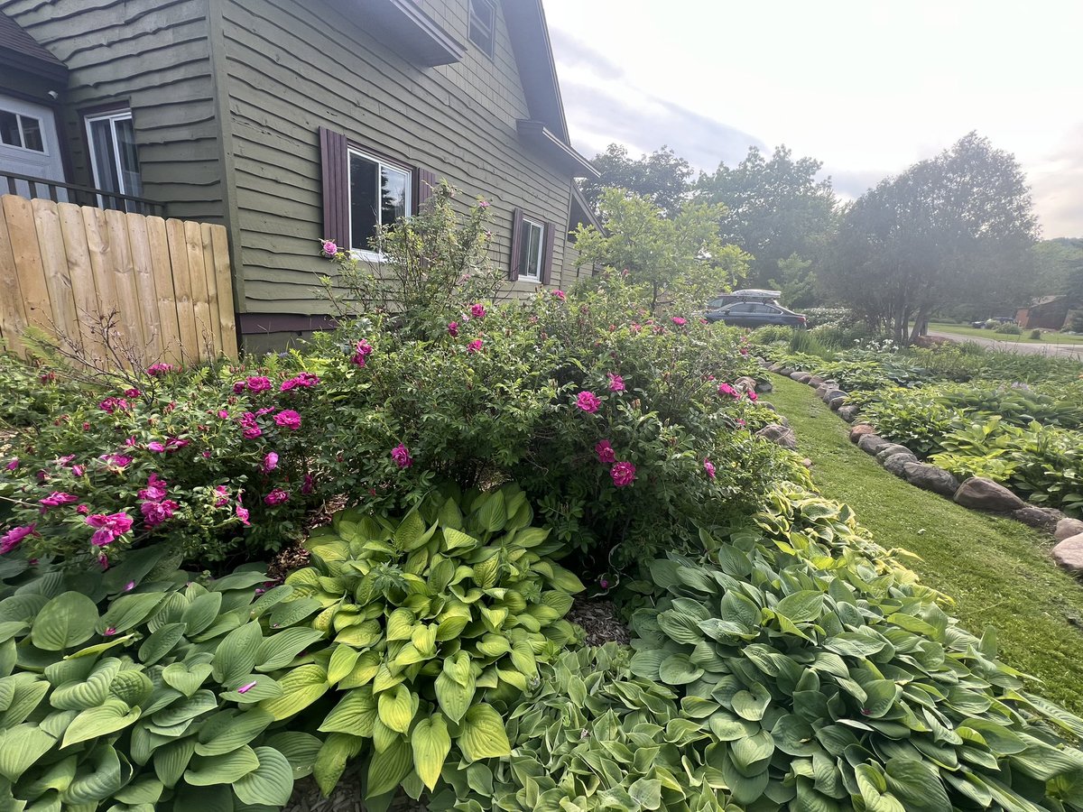 chrisplys's tweet image. I’m like a British lady in my garden.

- Bob Belcher