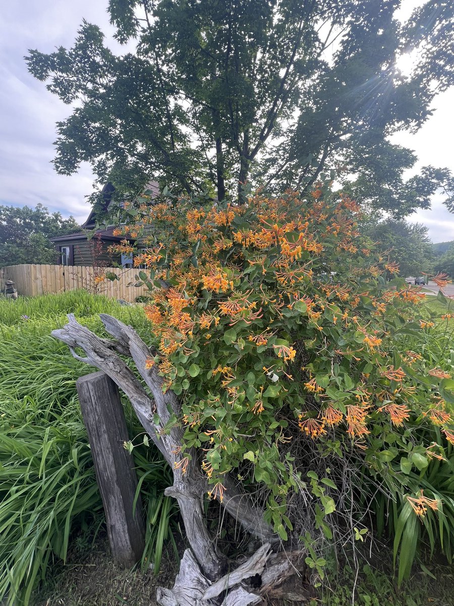 chrisplys's tweet image. I’m like a British lady in my garden.

- Bob Belcher