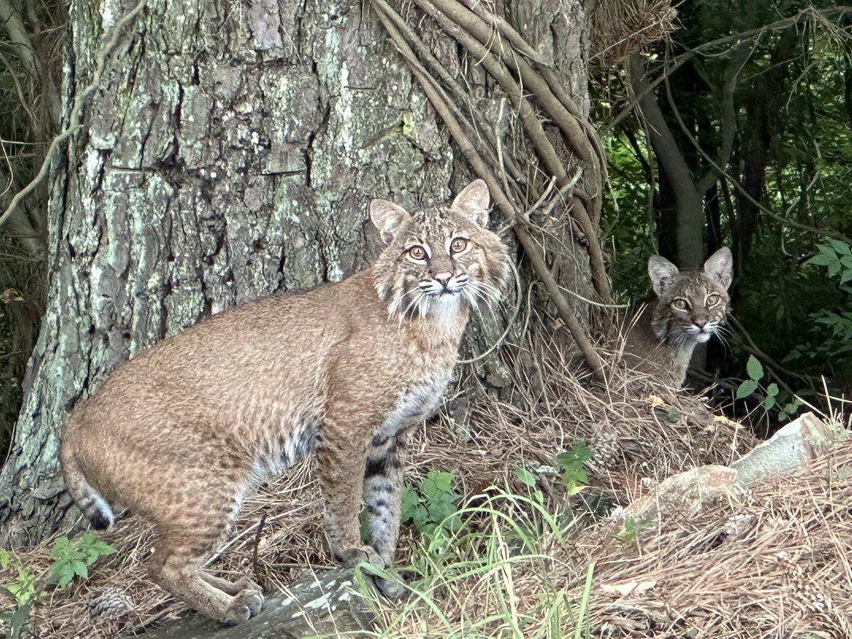 StevenMAnthony1's tweet image. It is not unusual for us to see a wide variety of wildlife around our home in the city of Little Rock, but these cats were close.