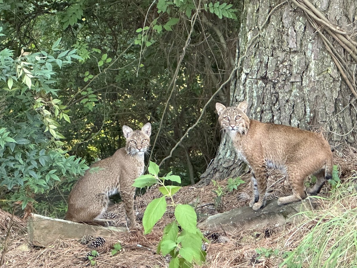 StevenMAnthony1's tweet image. It is not unusual for us to see a wide variety of wildlife around our home in the city of Little Rock, but these cats were close.