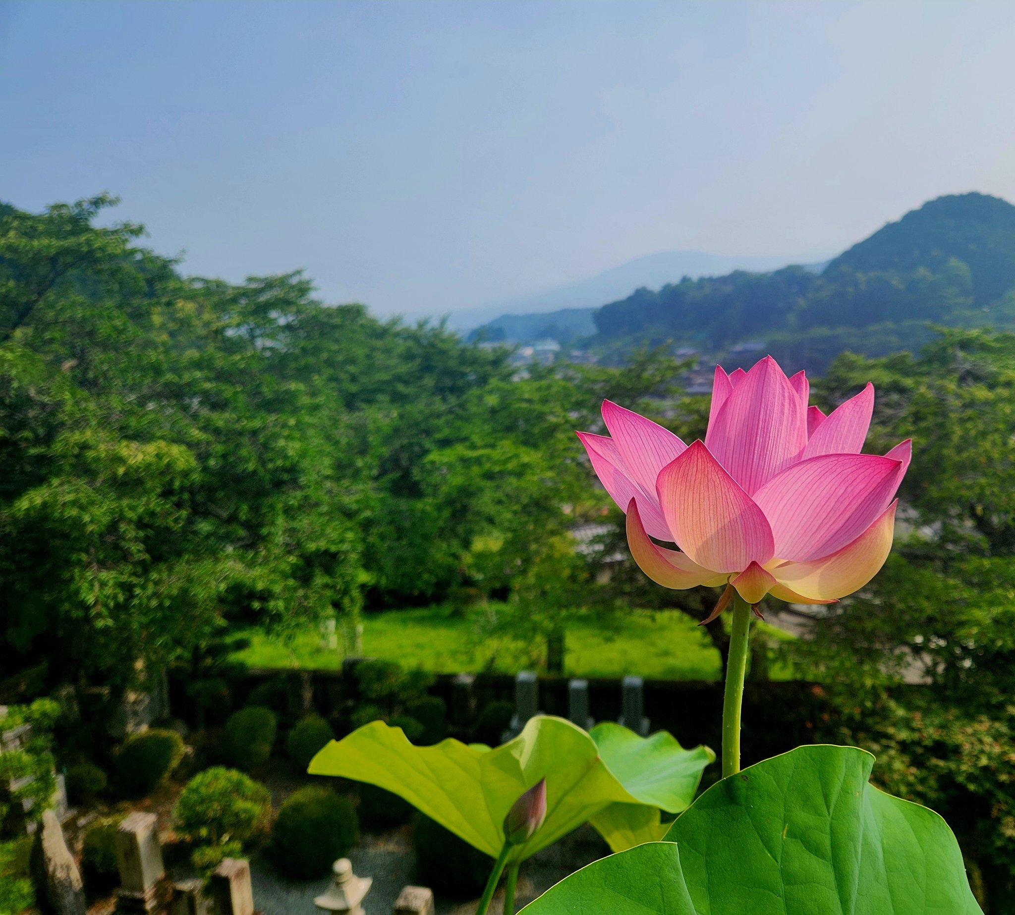 SP記念‼️お城✨お寺✨桜咲く✨瑠璃光寺✨五重の塔✨SPハイグレード、ジオラマ 山口市観光情報サイト 「西の京 やまぐち」 観光スポット情報