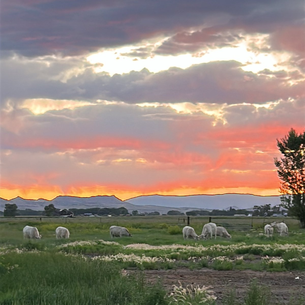 America the beautiful. 

Thanks for the photo, Dierdre Larson!
.
.
.
#debruyckercharolais #sunsetphotography #charolais #cattle #poundspay #Happy4th #4thofjuly2025 #montana