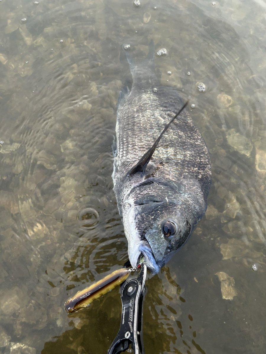 tnyn252525's tweet photo. 2枚目DETA!!
アベレージちょい上クロダイ🐟が釣れました🎣
シュボッと良い補色音🤤
#OSP
#YAMATOJr_SPEC2
#fishman
#BC4510LH https://t.co/gl3MH3H4Yj