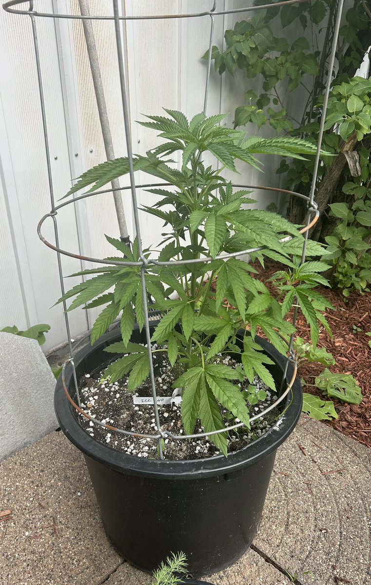 [Outdoor] Ice cream Cake x Gelato 41 fem By Calegacy <a href="/tangledroots_/">Tangled Roots</a> 
Top dressed Craft Blend / Microbe +. / Cages. / topped the 20g (A) / 
<a href="/BokashiE/">Bokashi Earthworks</a>  <a href="/BuildASoil/">BuildASoil</a>