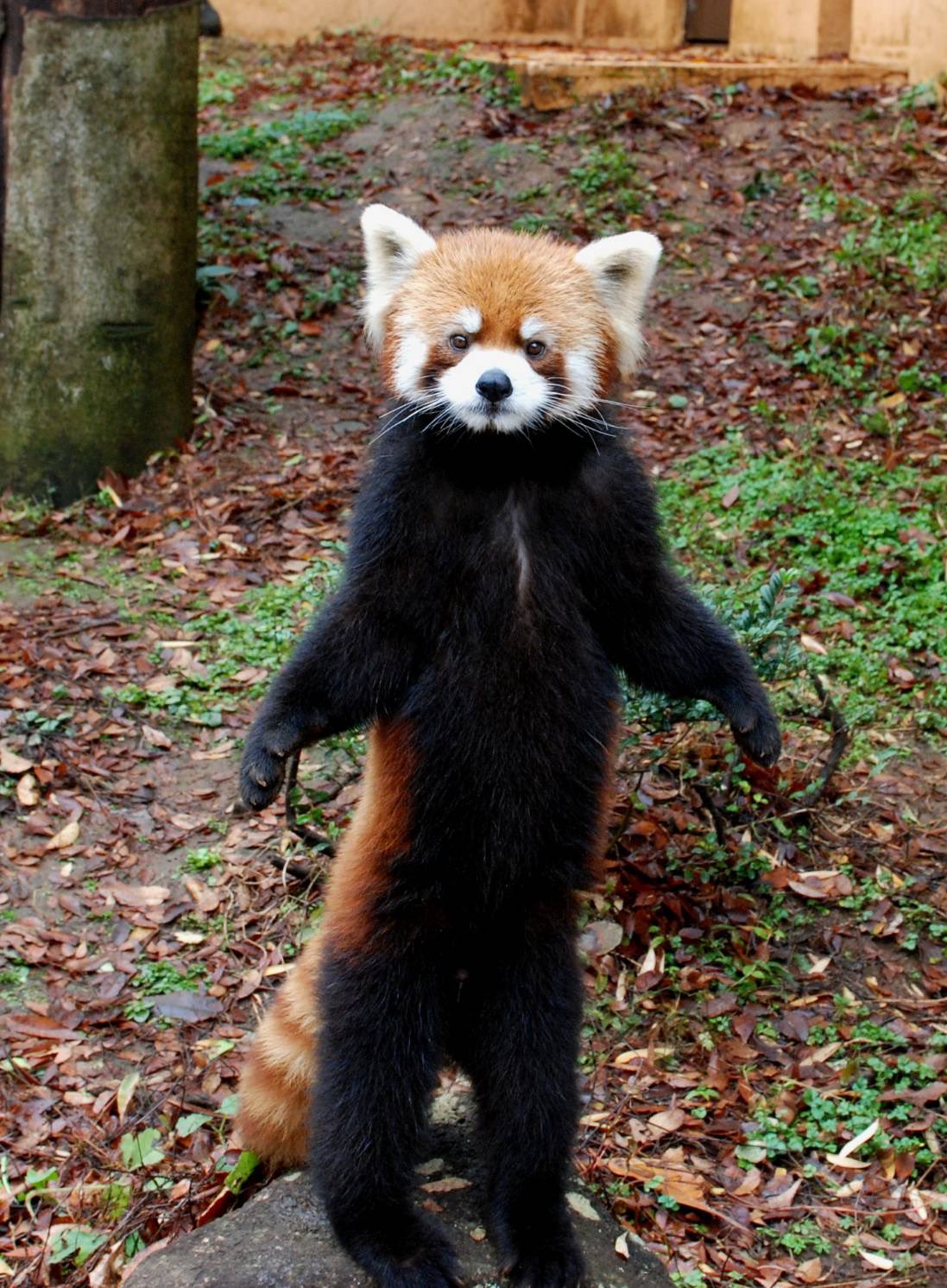 レッサーパンダ様 千葉市動物公園【公式】 on X: 