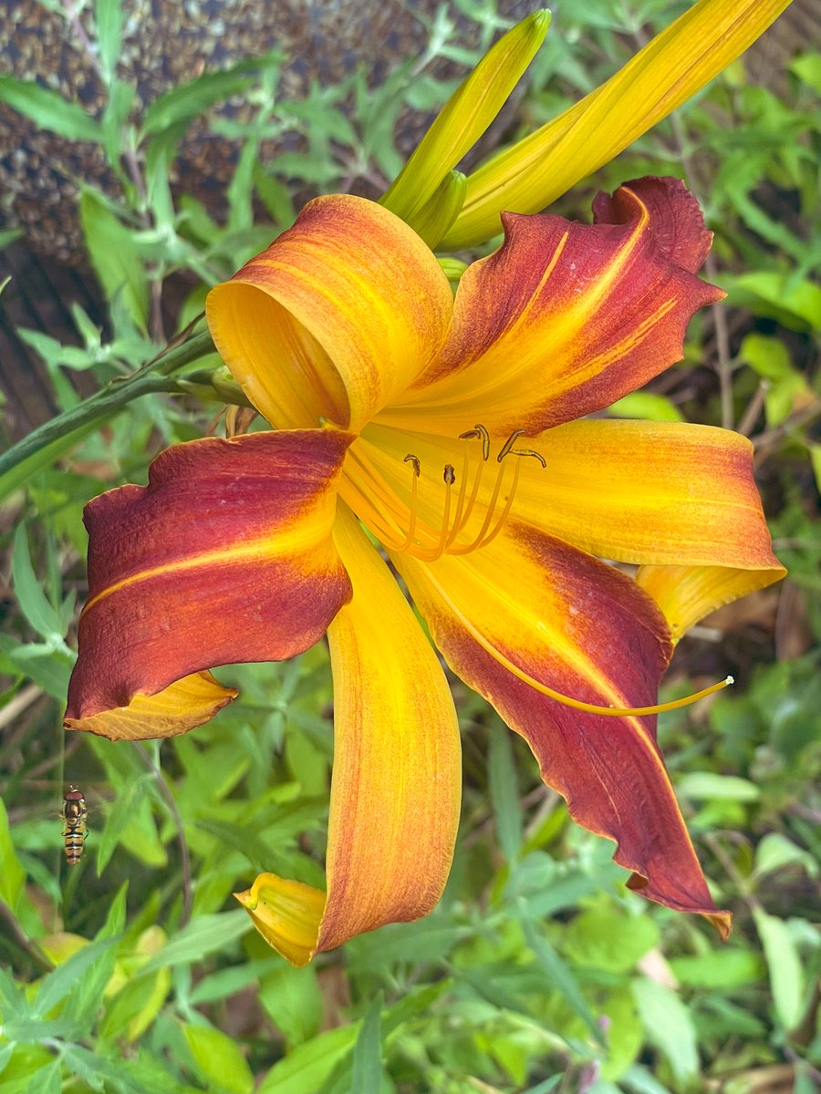 I planted this years ago but until now it’s never flowered. It’s going to have to move though because it clashes with everything near by 🤣 #Flowers #garden #gardening