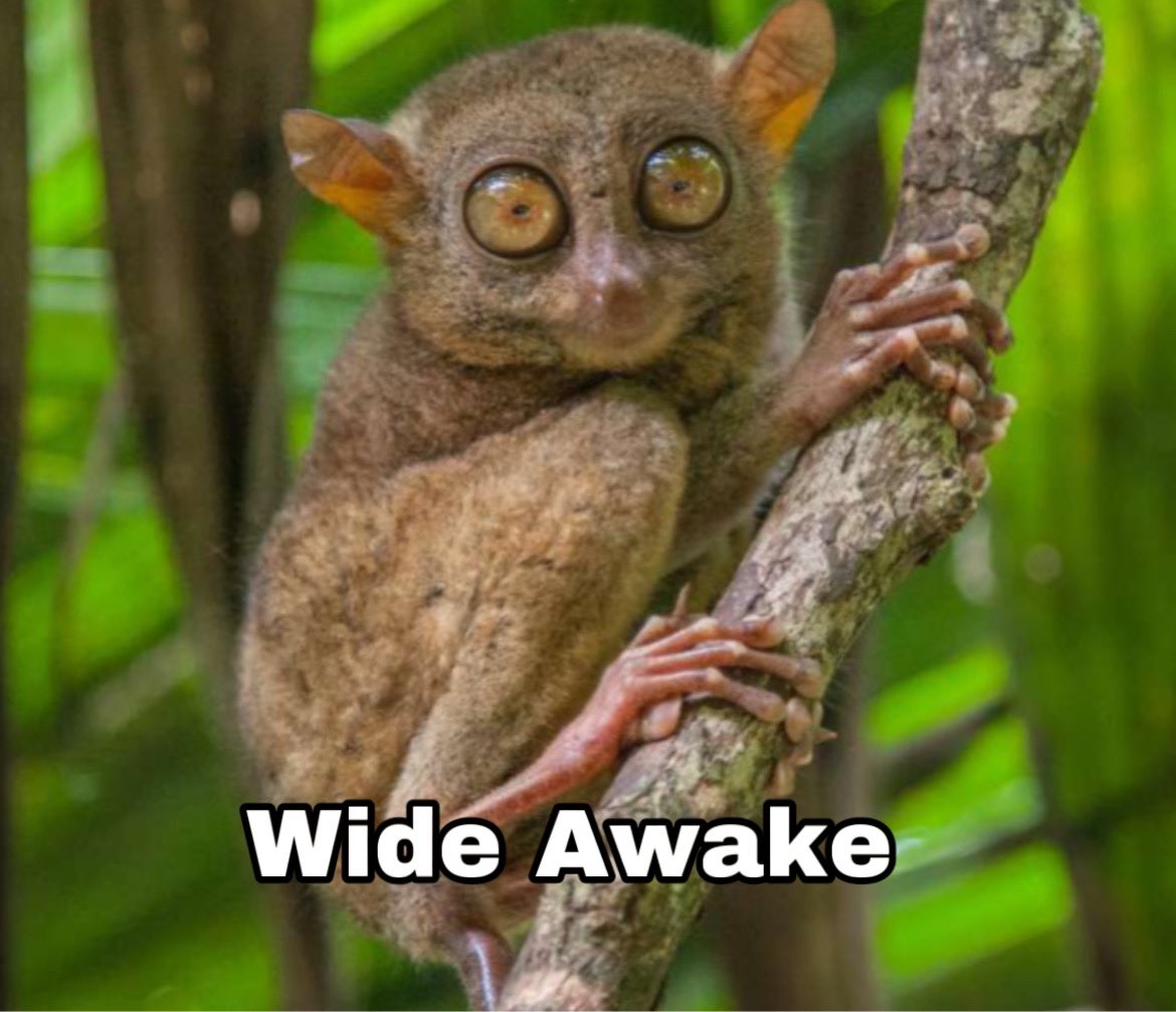 OsamaAhmedButt's tweet image. Here we go again