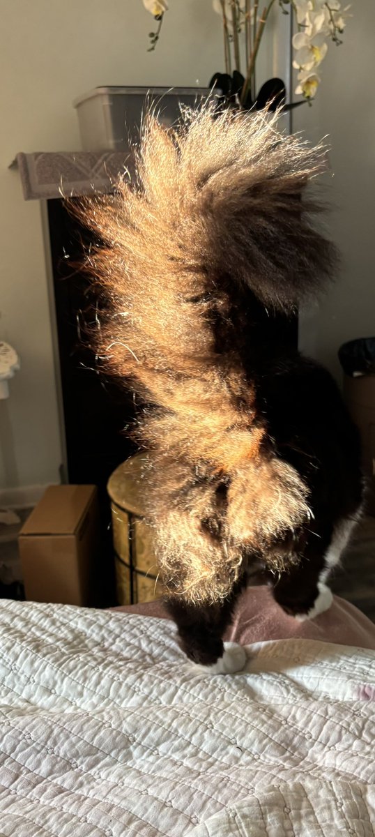 sweeetcyanide's tweet image. My tuxedo cat, in sunset??