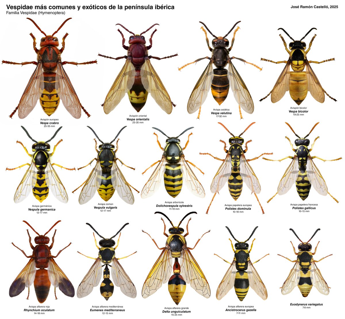 Dr. Jose R. Castello tweet media