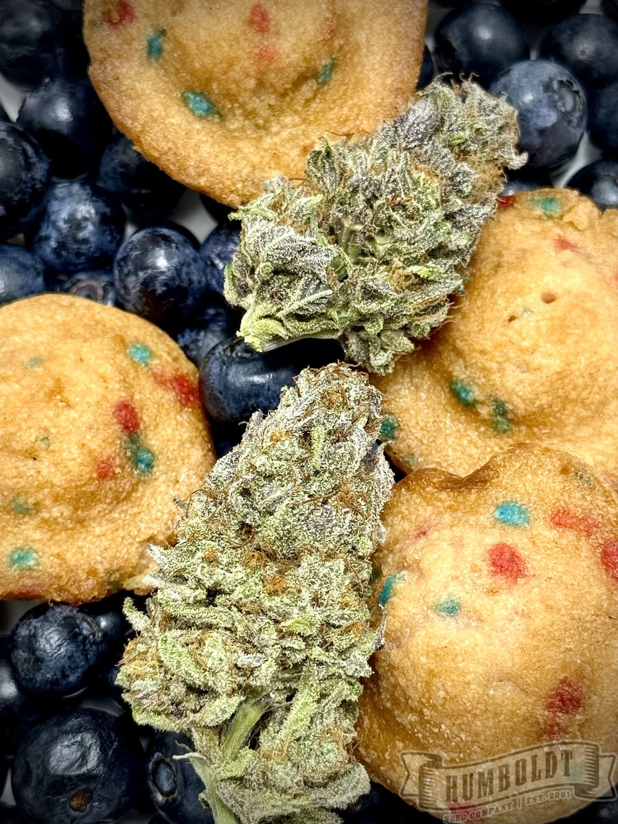 Blueberry Muffins from <a href="/HumboldtSeedCo/">Humboldt Seed Co.</a> 

The smell from Blueberry Muffins is amazing and exactly as described. I can’t wait to try the final product. 

If you’ve grown Blueberry Muffins before, make sure you snap some photos and enter Humboldt’s photo contest. 

#growhsc