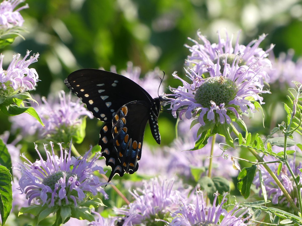 Conthescene's tweet image. Nature鈥檚 fireworks: Butterfly & Bee Balm in the Native Meadow Habitat at Howard Law in Washington DC today 馃