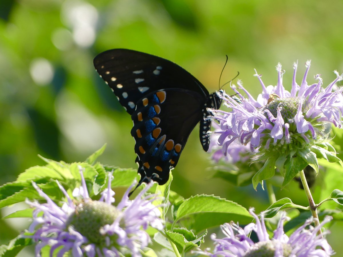 Conthescene's tweet image. Nature鈥檚 fireworks: Butterfly & Bee Balm in the Native Meadow Habitat at Howard Law in Washington DC today 馃