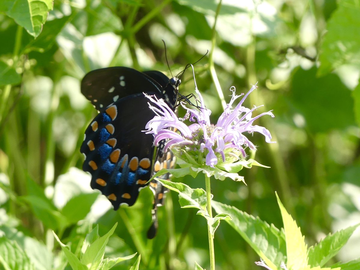 Conthescene's tweet image. Nature鈥檚 fireworks: Butterfly & Bee Balm in the Native Meadow Habitat at Howard Law in Washington DC today 馃
