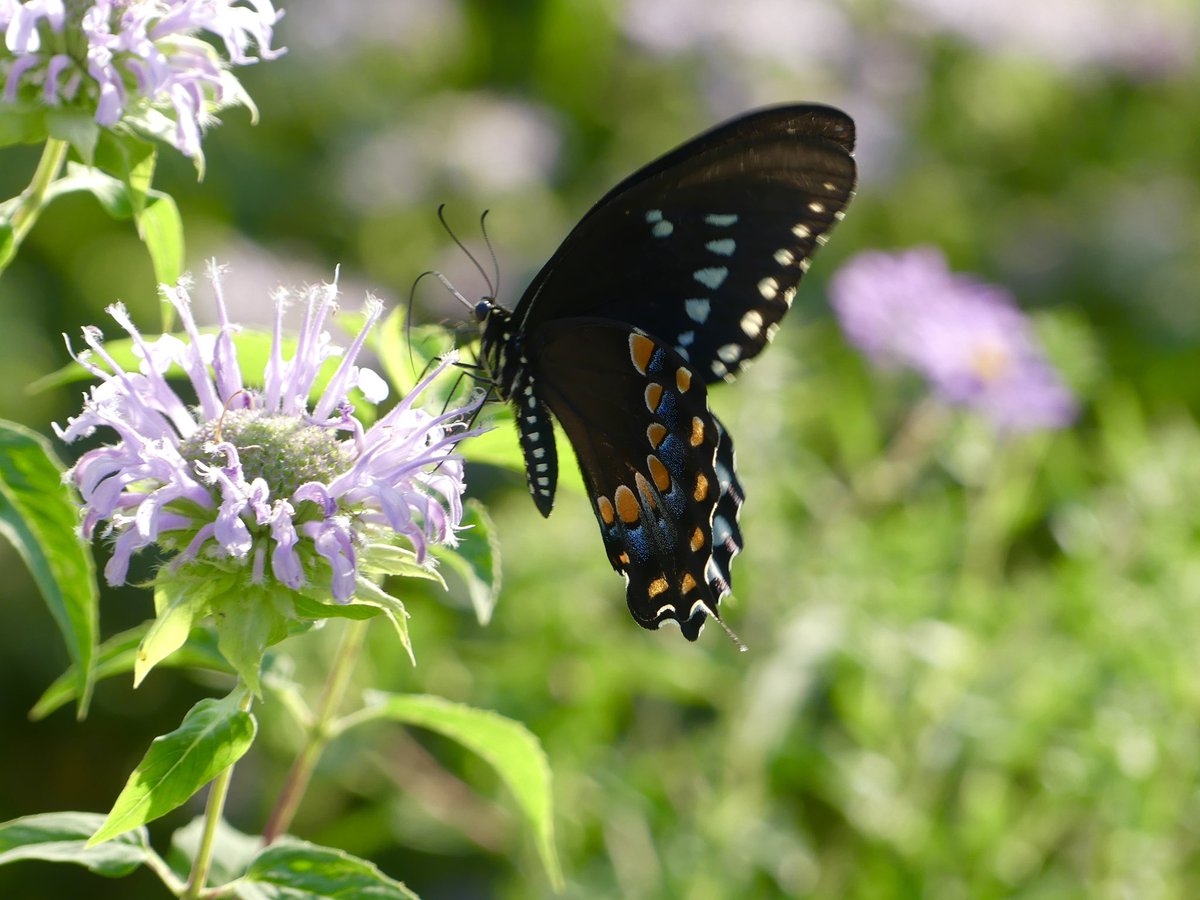 Conthescene's tweet image. Nature鈥檚 fireworks: Butterfly & Bee Balm in the Native Meadow Habitat at Howard Law in Washington DC today 馃