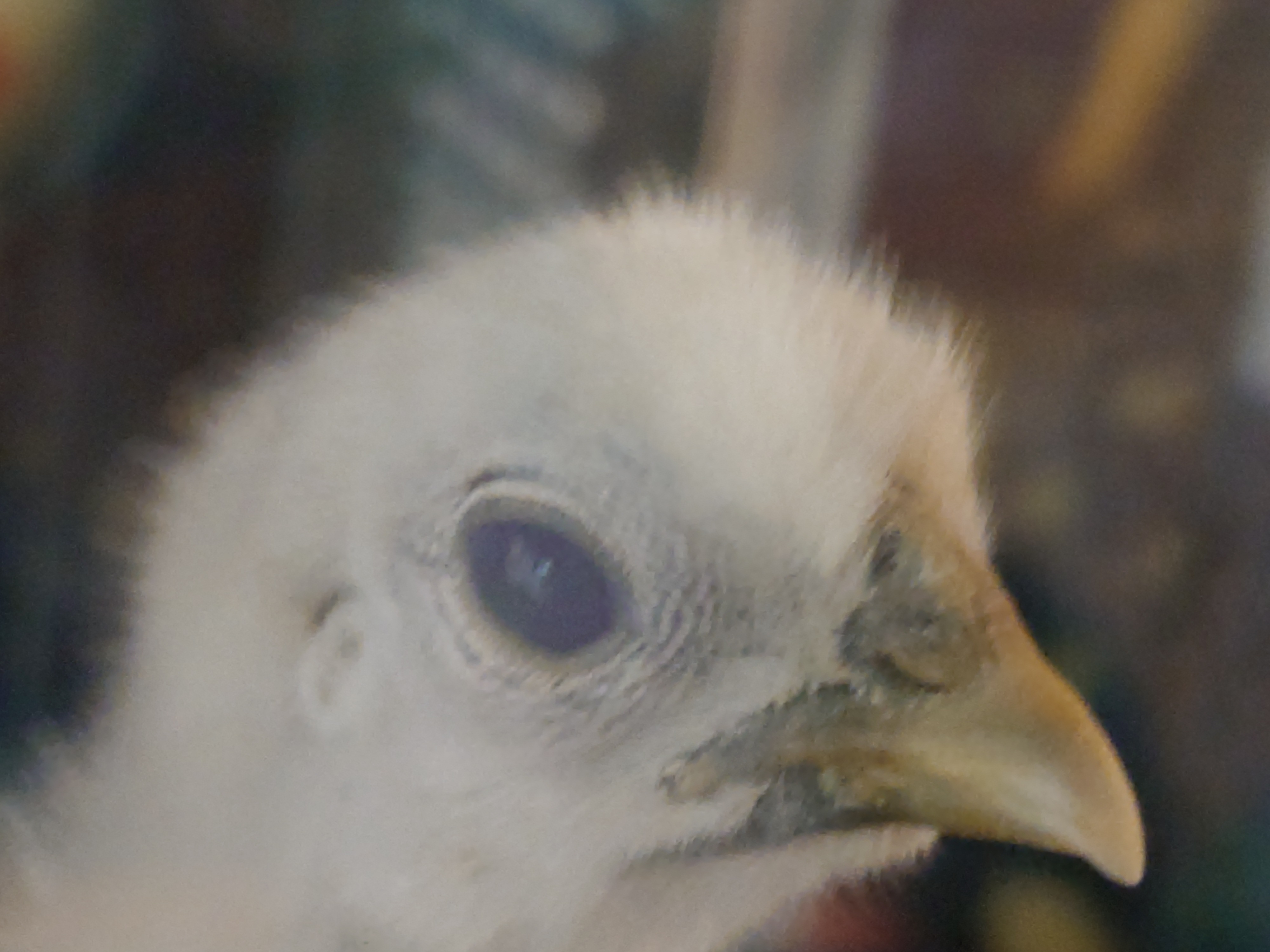 【専用出品】•*¨*うさママ様•.¸¸♪ ささまる - অনুসন্ধান / X