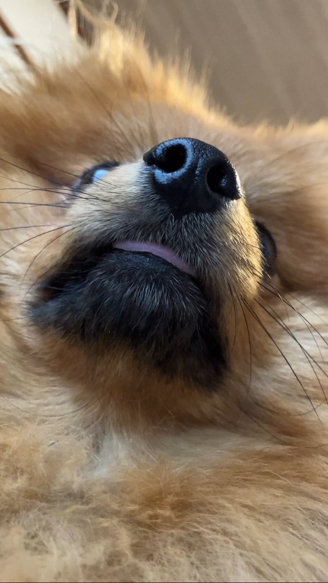 おはなー🌻
#ポメラニアン #ぽめひま #ポメラニアン🌻