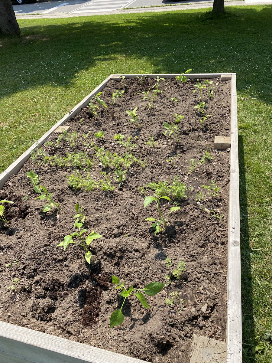 Summer school is engaging many students. Garden work continues. <a href="/tdsb/">Toronto District School Board</a>