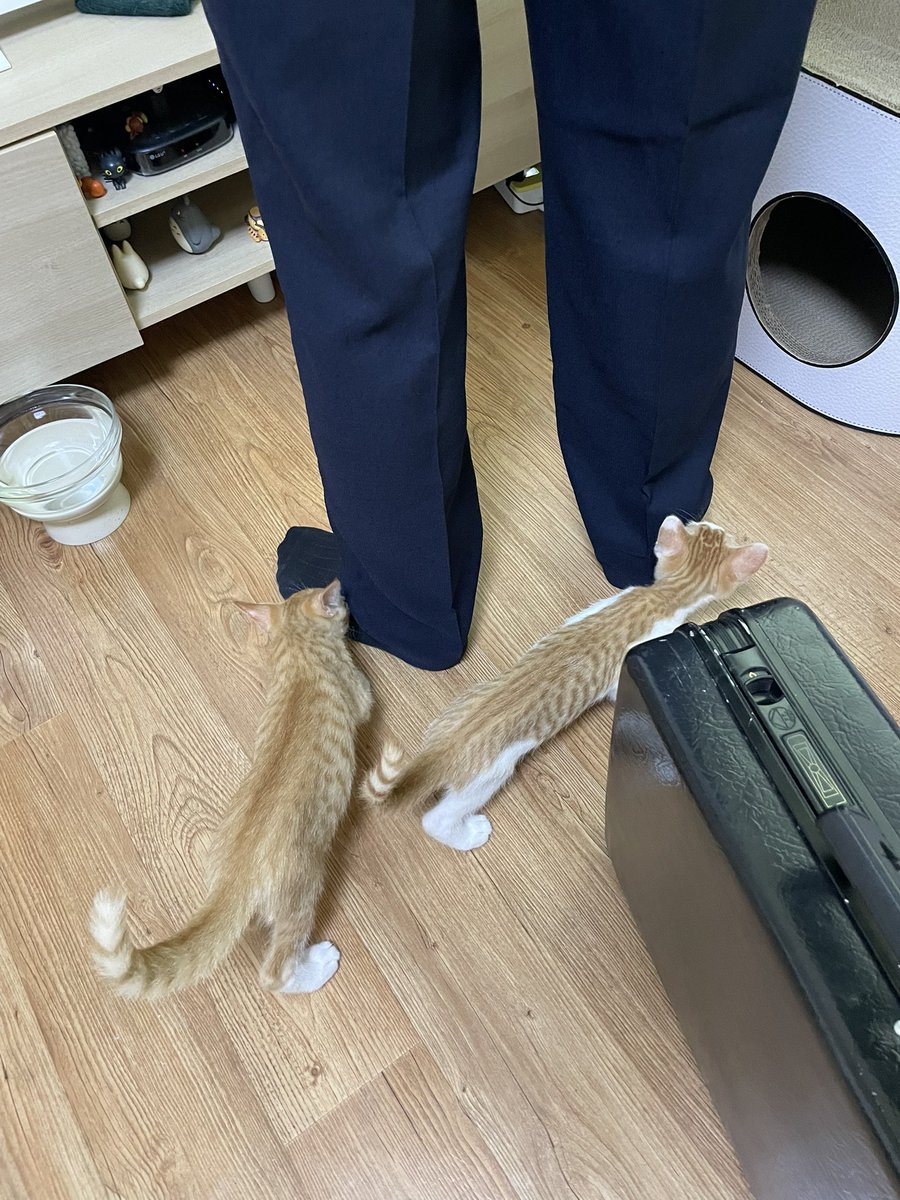 에어컨 기사님을 맞이하는 고양이들 

#가족찾는_쿠림카롱 #나비야사랑해