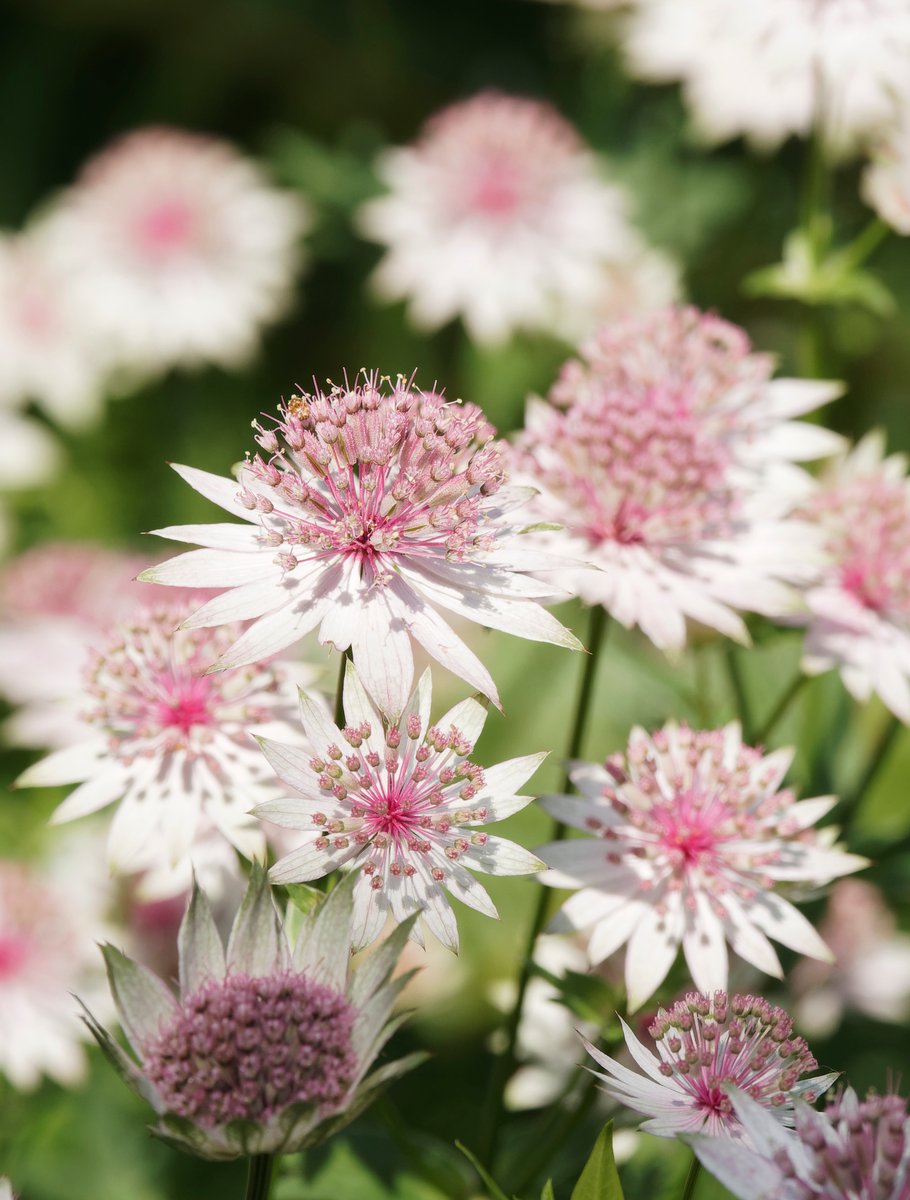 アストランチア #季節の花 ＼ アストランチアは、ナチュラルな草姿と