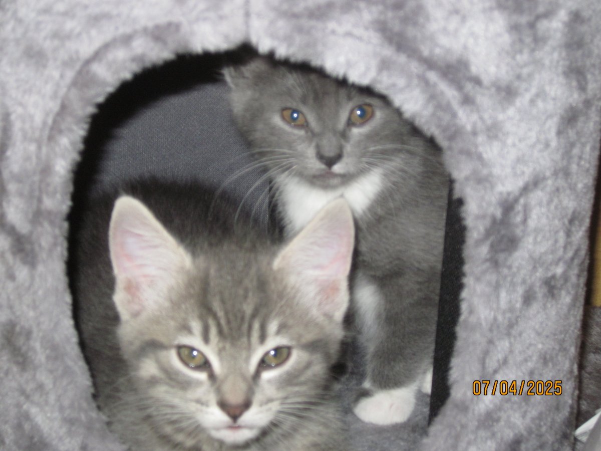 Two years ago today my cat, Sami passed away.  Today I welcomed Ashe &amp; his sister, Belle (gray &amp; white) born on May 11.
