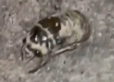 zaser234's tweet photo. @Yeij_ https://t.co/PZa2ebAdPl
I mean it looks like a cicada nymph to start. I can't find a reliable photo of this specific species as a nymph but coloration wise it matches with the pattern too being similar to an adult and a few things will change. Also it is locl to your state https://t.co/OojnfZTW4f