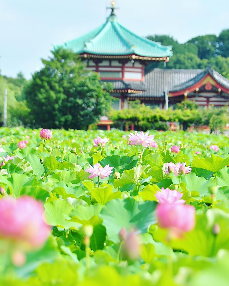 不忍池のハス［東京都］ #花のある風景 ＼ 上野公園の中でもひときわ