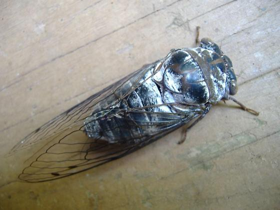 zaser234's tweet photo. @Yeij_ https://t.co/PZa2ebAdPl
I mean it looks like a cicada nymph to start. I can't find a reliable photo of this specific species as a nymph but coloration wise it matches with the pattern too being similar to an adult and a few things will change. Also it is locl to your state https://t.co/OojnfZTW4f