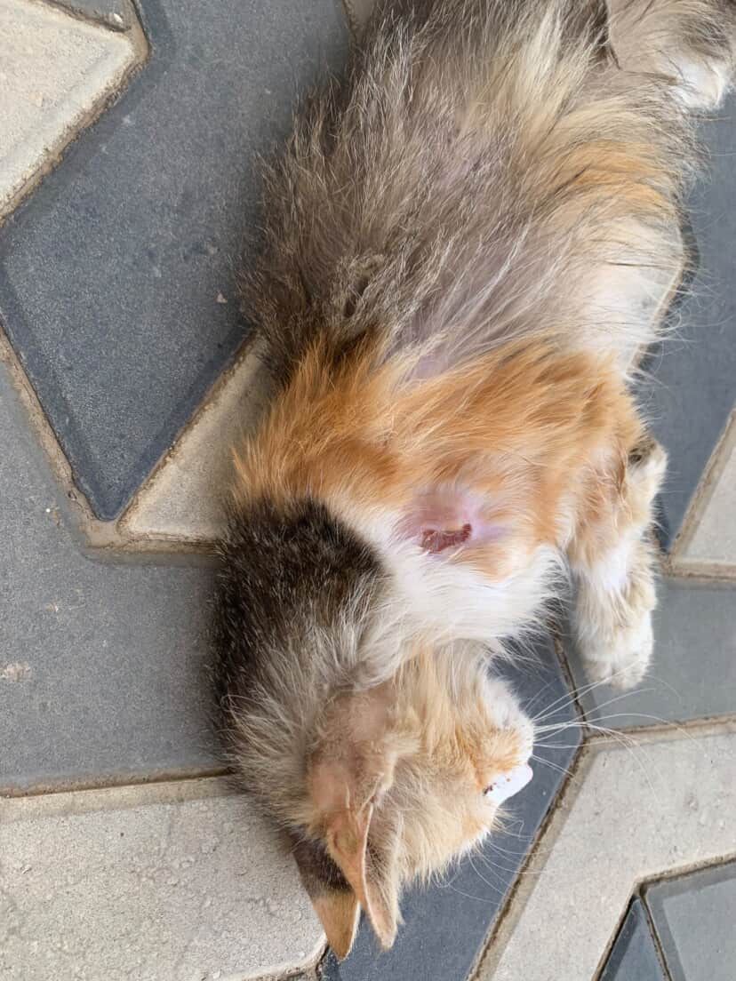 حي سلطانة| عنيزة🚨🆘
قط/ة هزيل جداً ولديه اصابة بالكتف متواجد عند نادي in2
بحاجه لإنقاذ بشكل عاجل
نرجو ممن يستطيع المساعدة التوجه للموقع مباشرة: maps.app.goo.gl/edWSG3fwMzzCwH…

<a href="/soundsoul369/">هيلة الروقي</a>