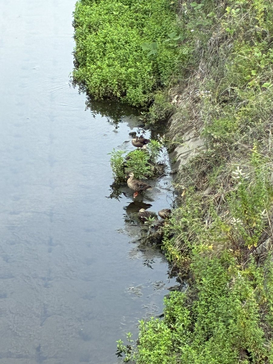 lemoume's tweet photo. 小鴨たち大きくなってた〜🦆 https://t.co/jvuNmfJGFY