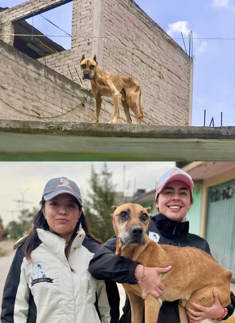 El rescate de Pluto… 🐕🥹 Un perrito que vivió toda su vida a la intemperie en esa horrenda azotea en el Estado de México…