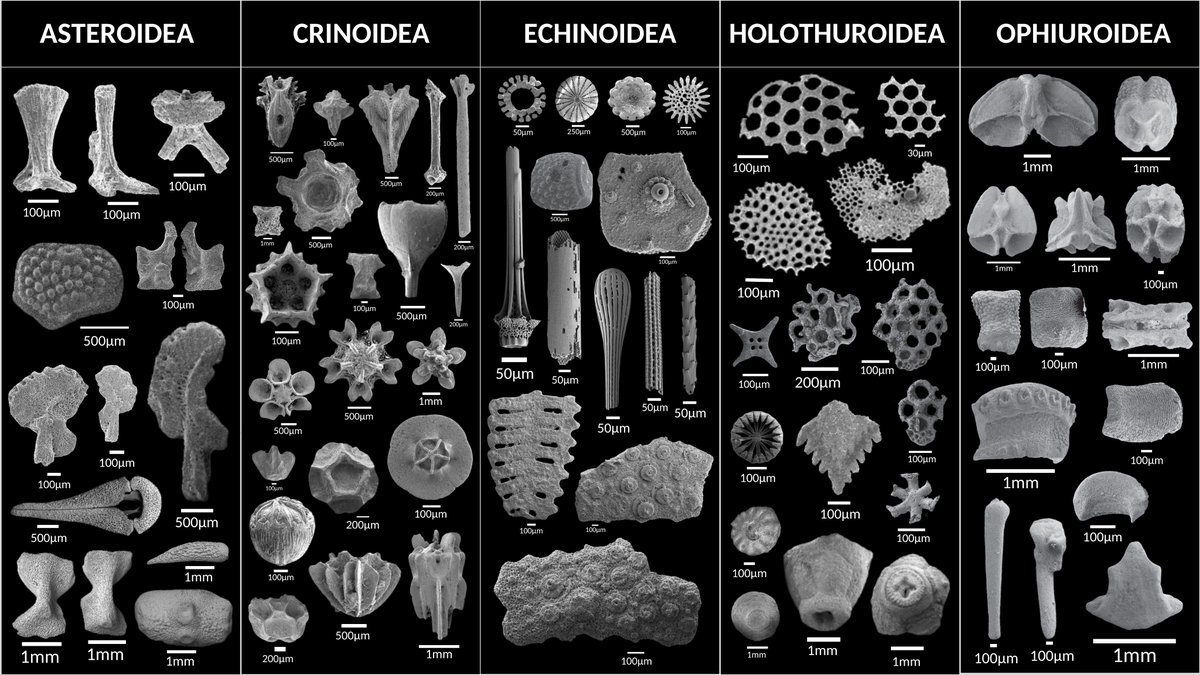 brunapoats's tweet image. I belong to the kingdom of microechinoderms, and you? 

~Post your fossil kingdom~

#Micropaleontology #Echinoderms