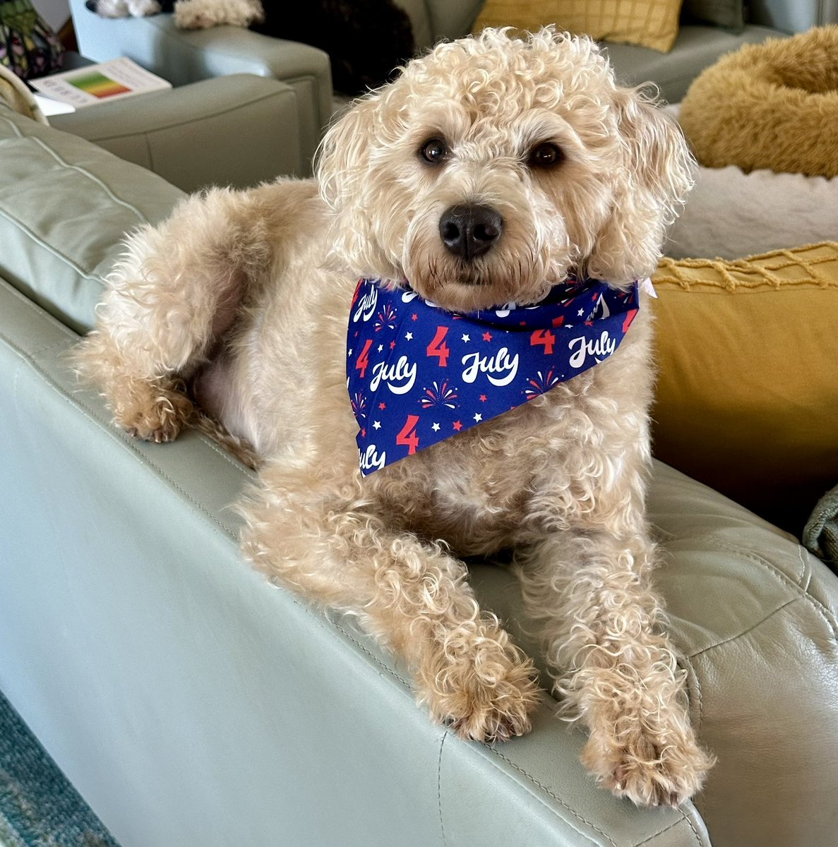 My boys ♥️♥️
I love celebrating Independence Day but I’m not a fan of the fireworks because of the animals and the veterans. Stay safe, friends!