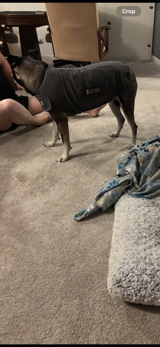 TimRyan777's tweet image. To all that are terrorizing animals tonight with your smoke bombs I hope you blow your hands off.