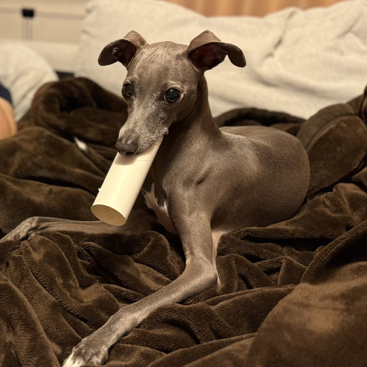 ◀キッチンペーパーの芯はすぐ飽きられた
トイレットペーパーの芯が良いらしい▶︎