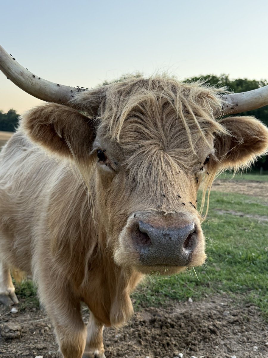 valopez's tweet image. Mood…