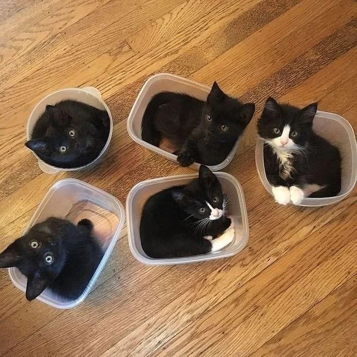 Punch Cat (@punchingcat) on Twitter photo 