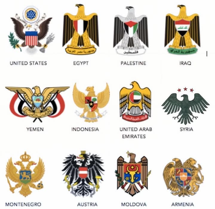 برأيك ماهو أفضل نسر بينهن؟