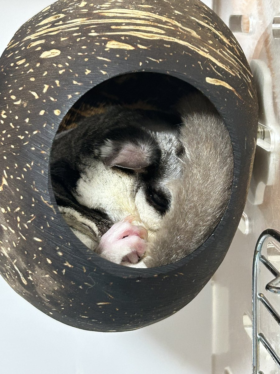 rabbit17ritsu's tweet photo. 眠っておられる☝️ https://t.co/0dgfqsex0j