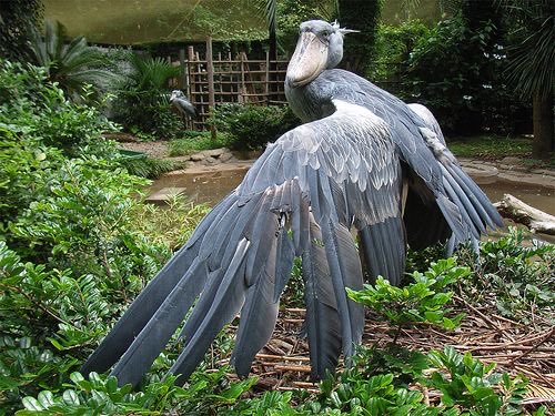 Shoebills_Daily's tweet photo. #shoebills https://t.co/bp8APCQ4Qj