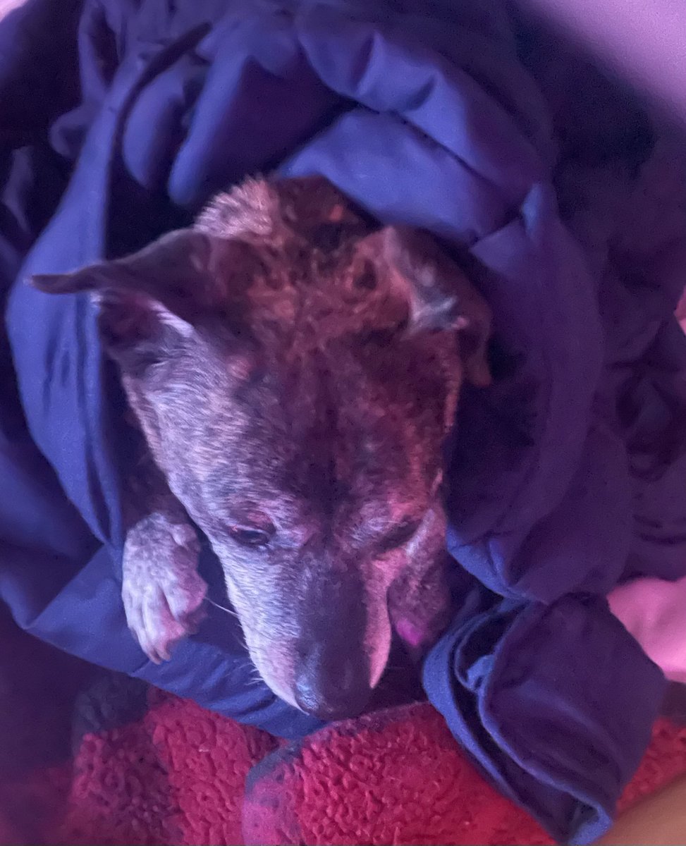 Professor Beans PHD is so sp00kied right now