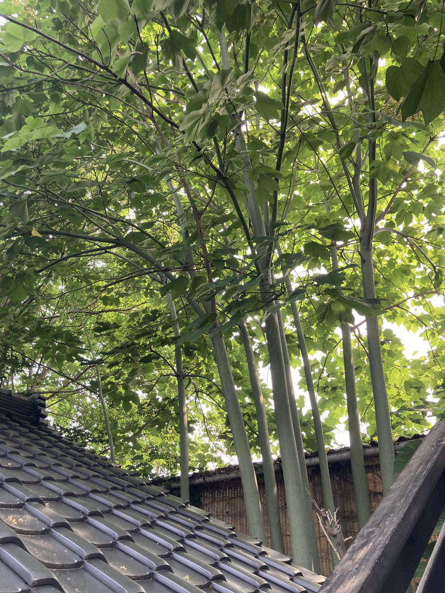 SetoSometsuke's tweet photo. 先生｢今年もアオギリが元気いっぱいね｣

助手｢景観素敵ですけど足元は…掃いても掃いてもキリがないですぅぅぅ！ムキーーー！｣

※ミニ豆知識：アオギリの実は戦時中、珈琲豆の代用になったとかならないとか https://t.co/sk5FMa75nm
