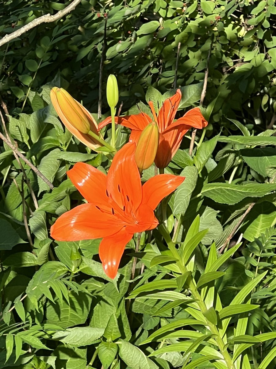 David C Whitcomb MD PhD (@davidcwhitcomb) on Twitter photo Is the Tigerlily your favorite flower?
It reminds me of long bicycle rides in the country as a young teenager in rural Indiana. It reminds me of peaceful summer days and warm summer breeze.
<a href="/GIPapachristou/">Georgios Papachristou</a> <a href="/NatPancFdn/">The National Pancreas Foundation</a> <a href="/CAPERpancreas/">CAPER</a> <a href="/YouppiePancreas/">YOUPPIE Pancreas</a> <a href="/YhernandezMD/">Yasmin Hernandez-Barco, MD</a> Is the Tigerlily your favorite flower?
It reminds me of long bicycle rides in the country as a young teenager in rural Indiana. It reminds me of peaceful summer days and warm summer breeze.
<a href="/GIPapachristou/">Georgios Papachristou</a> <a href="/NatPancFdn/">The National Pancreas Foundation</a> <a href="/CAPERpancreas/">CAPER</a> <a href="/YouppiePancreas/">YOUPPIE Pancreas</a> <a href="/YhernandezMD/">Yasmin Hernandez-Barco, MD</a>