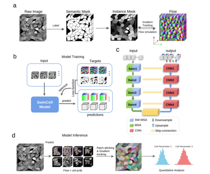 SaharkhizSaber's tweet image. I really like the use of the #Swin_Transformer, originally introduced by @Microsoft researchers, for cell and nuclei #segmentation. A recent paper, “#SwinCell” adopted this architecture just a few days ago.

nature.com/articles/s4200…