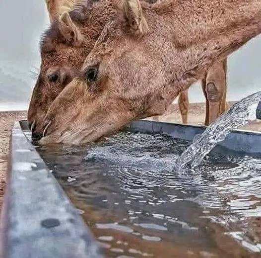 <a href="/AMAZlNGNATURE/">Nature is Amazing ☘️</a> A camel can drink salt water, even from the Dead Sea. Its blood pressure does not rise because its kidneys filter the water to make it drink fresh, separating the water from the salt.
Camels can eat thorns and their stomachs and intestines are not harmed because their saliva is