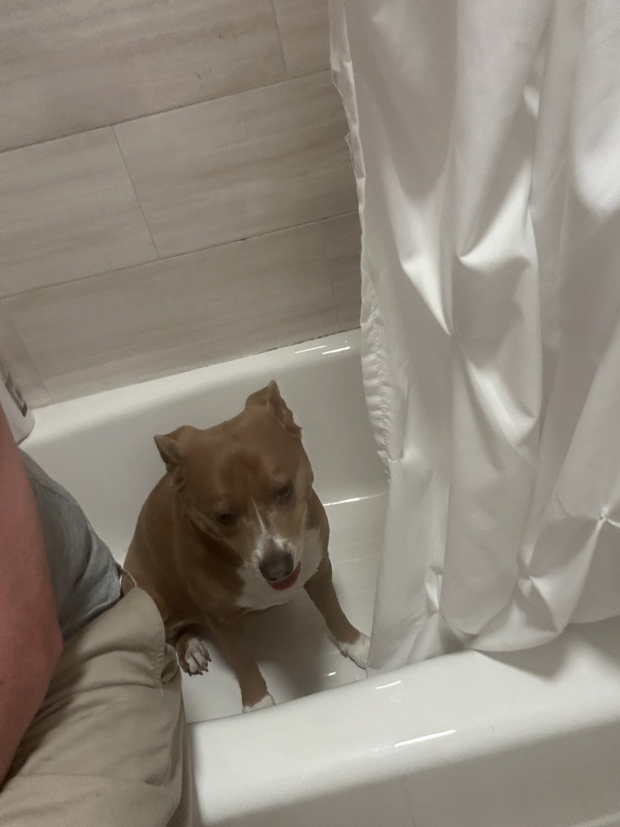 KINGDEVIN_'s tweet photo. July 4th every dogs NAM ptsd https://t.co/sabZ6a56mO
