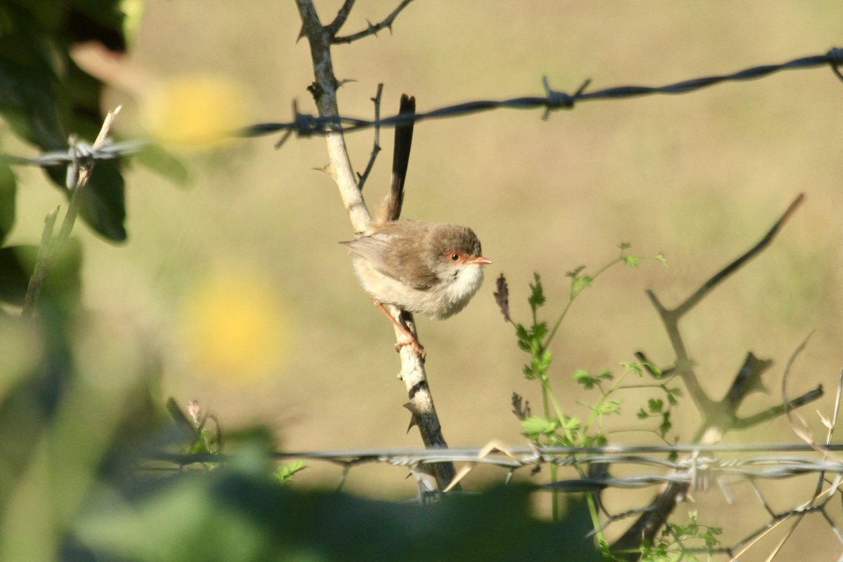 Good (late) morning. 
Wren, last week.