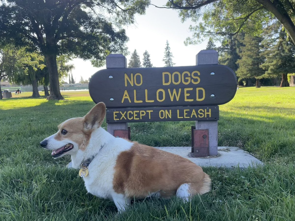 AnaTheCorgi's tweet image. #Happy4thofJuly 
#CorgiCrew
