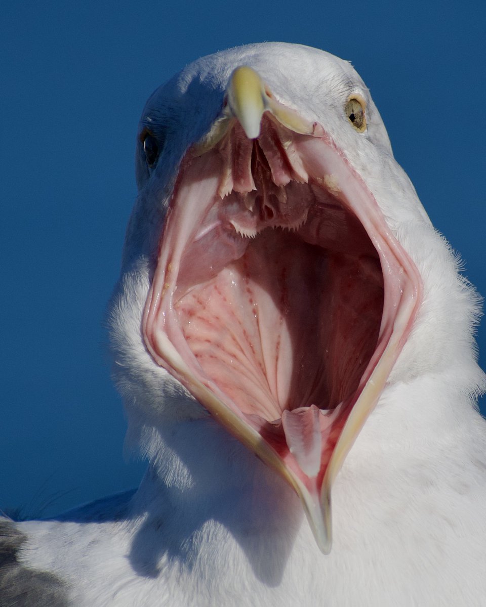 Sorry for the lateness. I was busy celebrating American exceptionalism. 🇺🇸👟🌭🧨

Somewhere in the Preview, we skewed off on this tangent, and we landed in Fish Chicken Cigarette.

Also, here's some nightmare fuel. Unedited: the inside of a seagull's mouth. 
#SmackdownPhotoshop