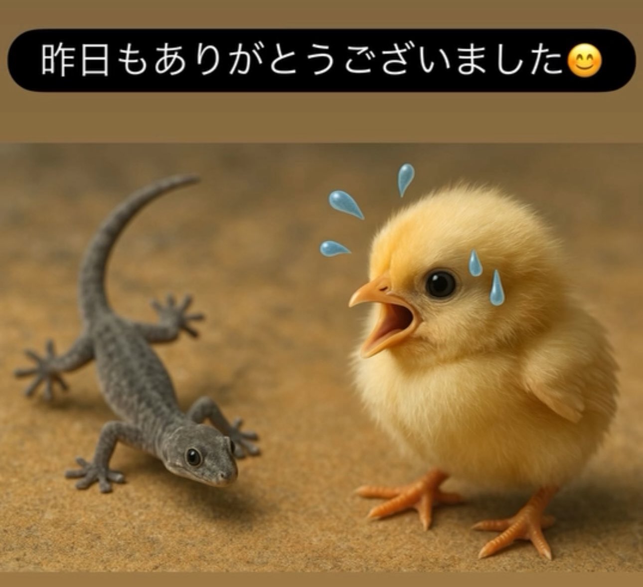 ひよこめだか on X: 