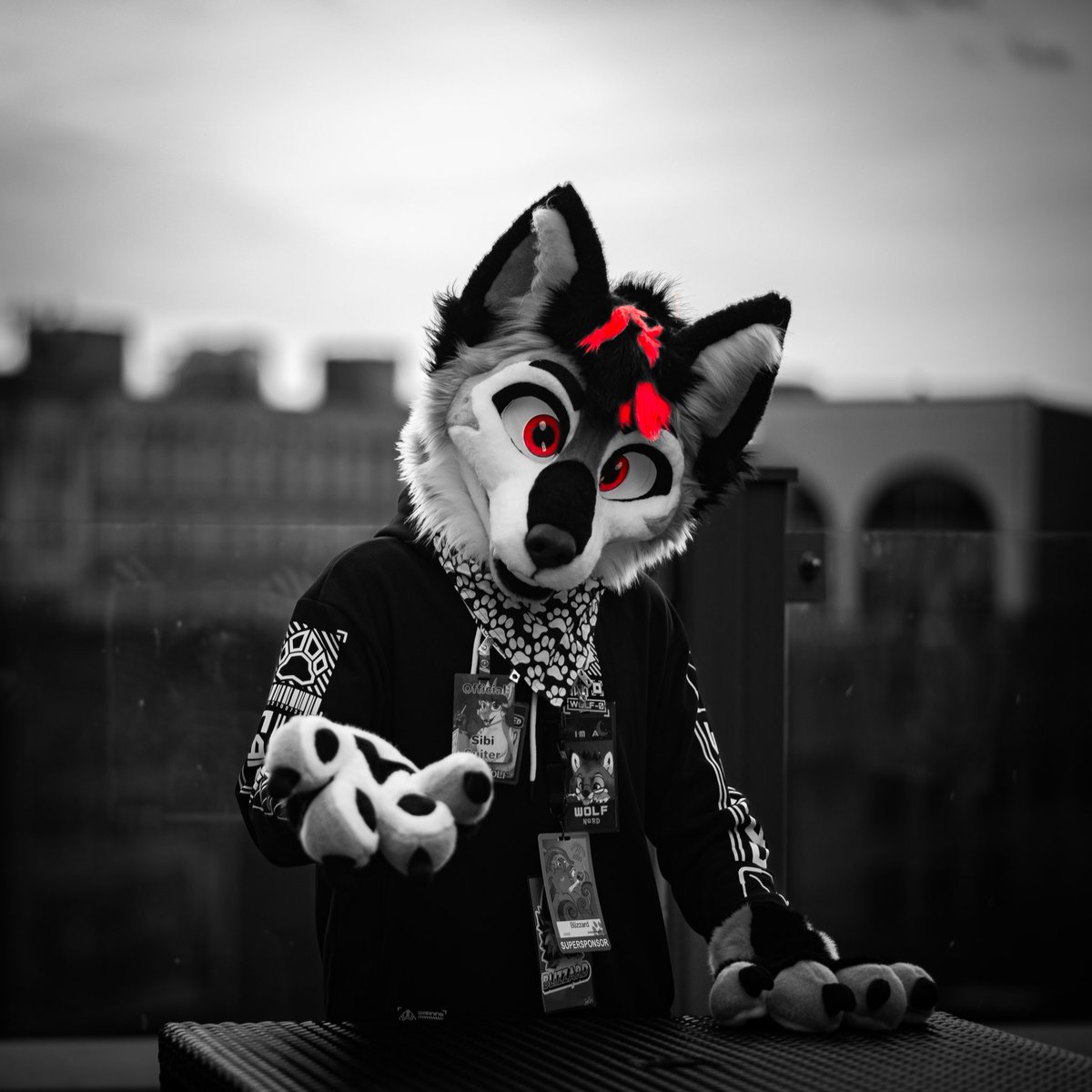 Theblizzardwolf's tweet image. Its #Fursuitfriday and Blizzard is here!
Thank you @AbzuBarkShark for doing incredible work and bringing him to life!